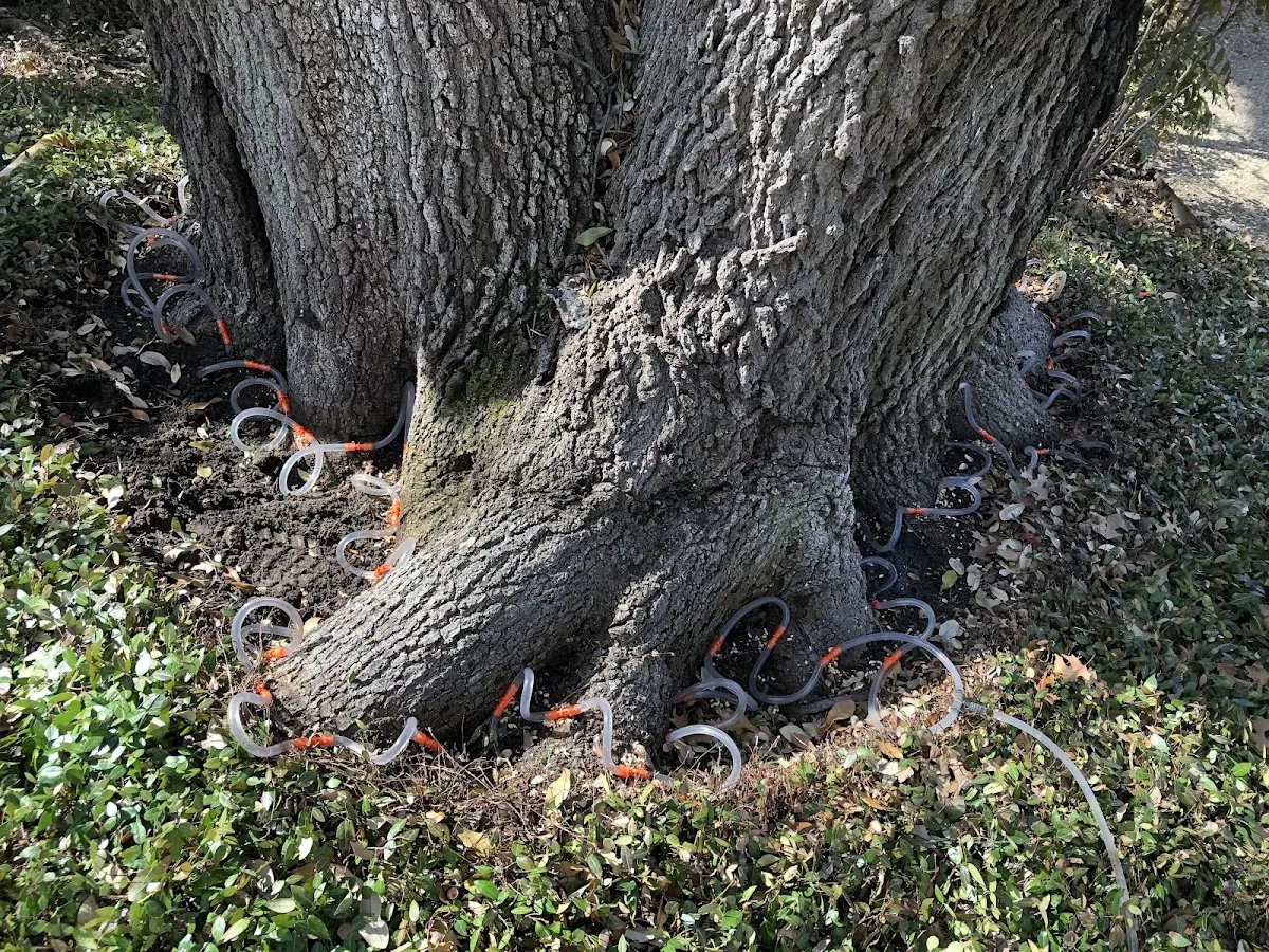 Detailed Tree Cabling and Bracing job site in Stephan